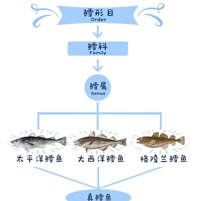 鳕鱼是什么鱼？