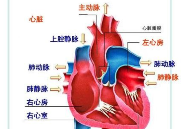 心脏的主要功能是什么？