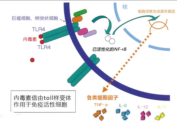 抗毒素.类毒素，外毒素，内毒素的区别