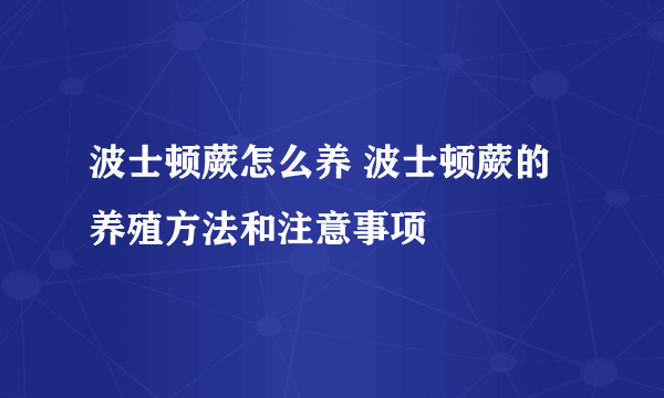 波士顿蕨怎么养 波士顿蕨的养殖方法和注意事项