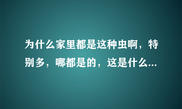 为什么家里都是这种虫啊，特别多，哪都是的，这是什么虫，怎么清除