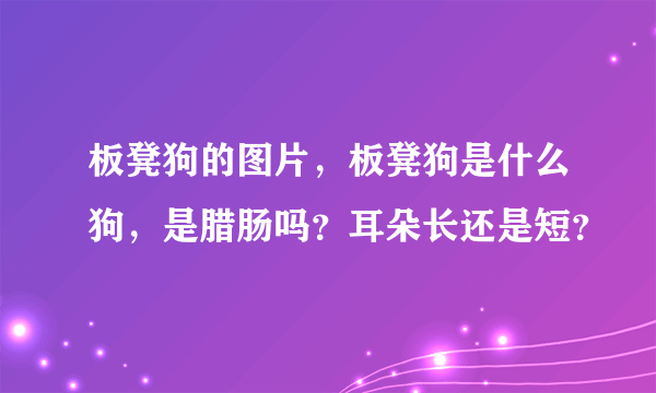 板凳狗的图片，板凳狗是什么狗，是腊肠吗？耳朵长还是短？