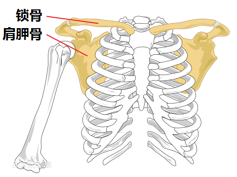 琵琶骨是指人体那个位置