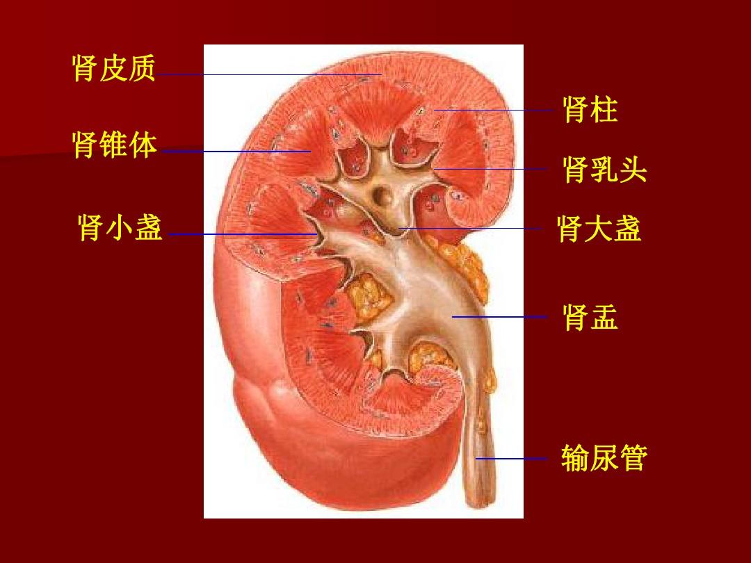 肾皮质与肾髓质的概念