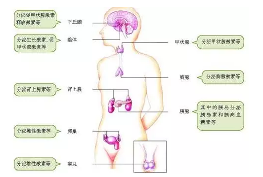 人体有哪七大腺体