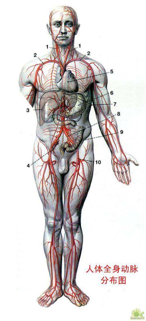 谁知道人体动脉血管分布图