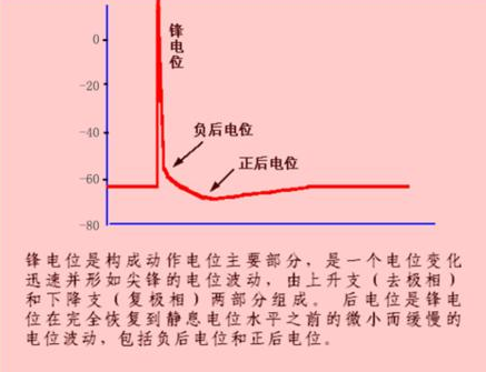 为什么静息电位时钾离子外流，而细胞内正电荷等于负电荷，而不是细胞带负电？ 是因为钠钾泵的原因吗？