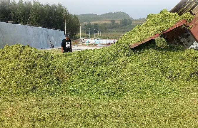 “中原粮仓”河南被推上风口，高价收青小麦，对我国粮食安全有何影响？