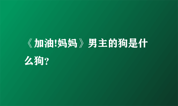 《加油!妈妈》男主的狗是什么狗？