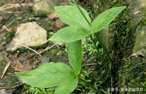 半夏如何种植才能可以高产？