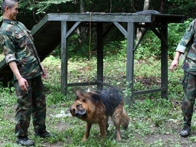 冲突现场我方军犬跳起往前冲，成为军犬需要满足哪些要求？