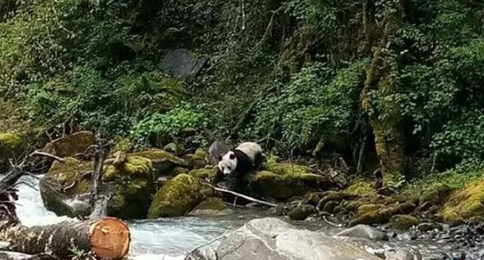 四川村民发现野生熊猫下山喝水？