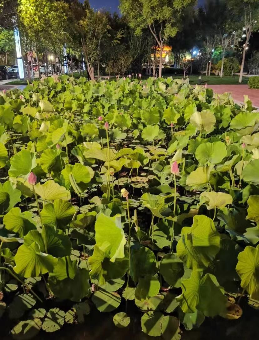 沧州师范学院评价