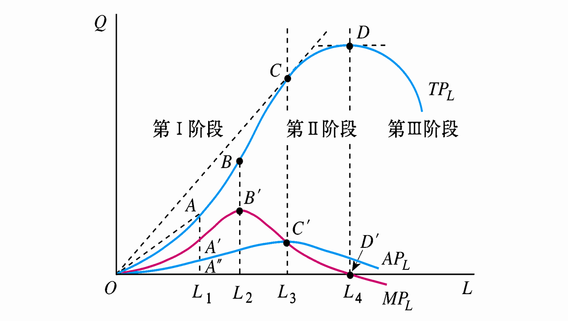 西方经济学中总产量、平均产量和边际产量相互之间的关系？谢谢啊