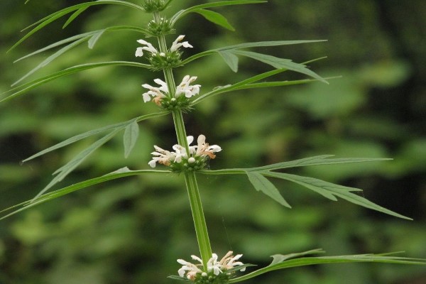 红花益母草和白花益母草有什么不同吗？