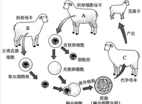 克隆技术带来的好处