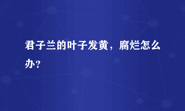 君子兰的叶子发黄，腐烂怎么办？