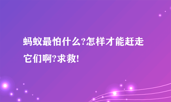 蚂蚁最怕什么?怎样才能赶走它们啊?求救!