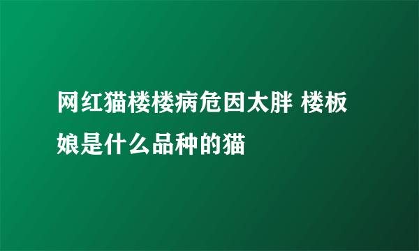 网红猫楼楼病危因太胖 楼板娘是什么品种的猫