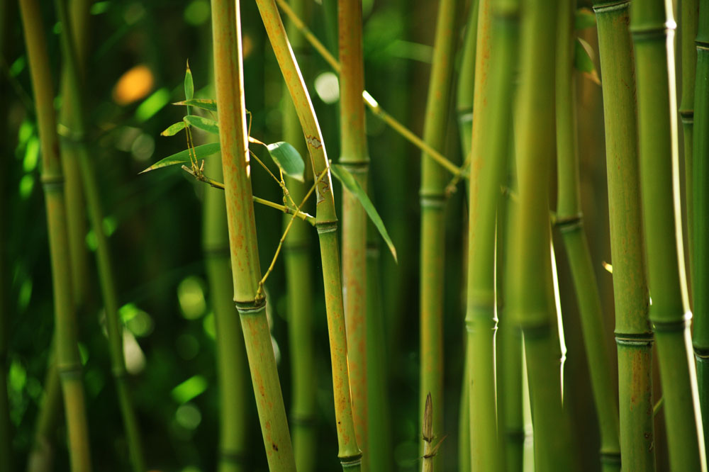 四君子指的是哪四种植物物