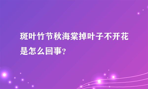 斑叶竹节秋海棠掉叶子不开花是怎么回事？