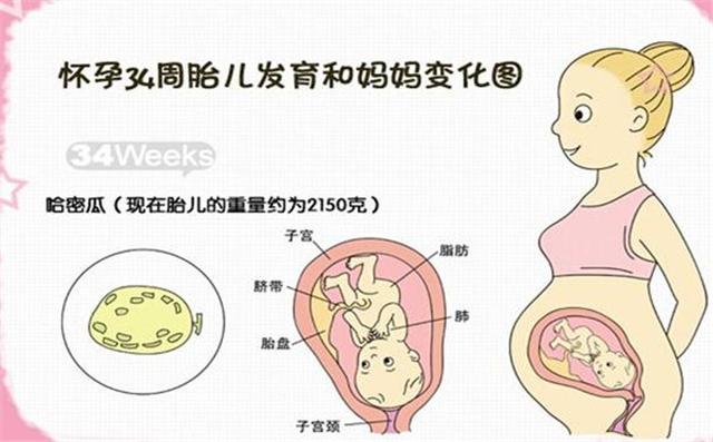 孕34周胎儿发育标准图，34周胎儿发育是什么样的