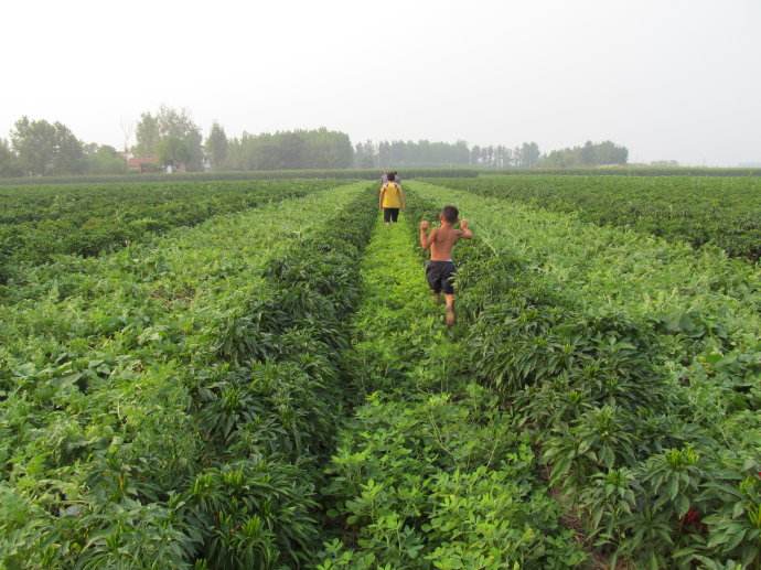 露地西瓜种植技术