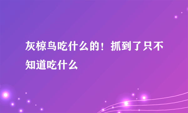 灰椋鸟吃什么的！抓到了只不知道吃什么